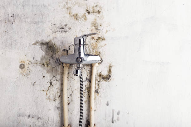 Best Mold Testing  in South Euclid, OH
