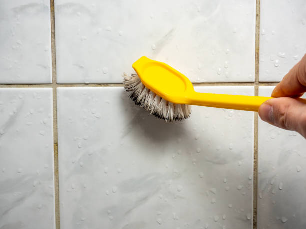 Best Affordable Mold Removal  in South Euclid, OH