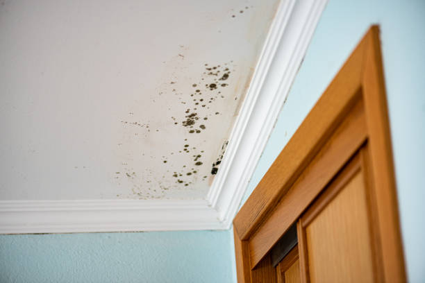 Best Crawl Space Mold Removal  in South Euclid, OH