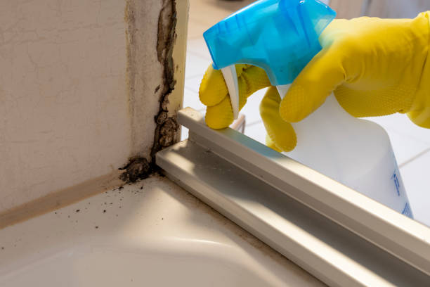 Best Black Mold Removal  in South Euclid, OH