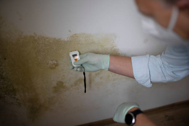 Best Commercial Mold Removal  in South Euclid, OH