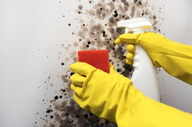 Best Attic Mold Removal  in South Euclid, OH