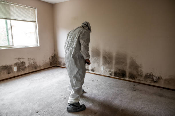 Trusted South Euclid, OH Mold Removal Experts